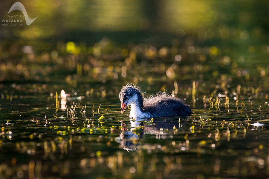 Lyska čierna, Fulica atra