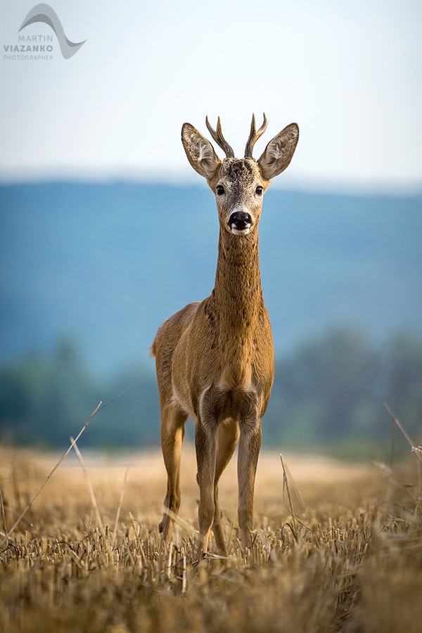 Srnec lesný (Capreolus capreolus)