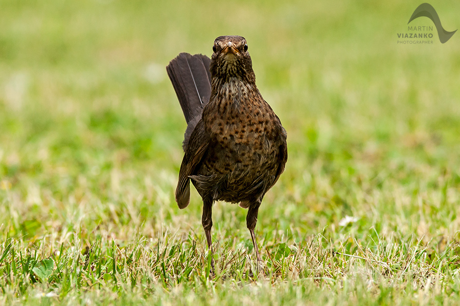 Drozd čierny, Turdus merula