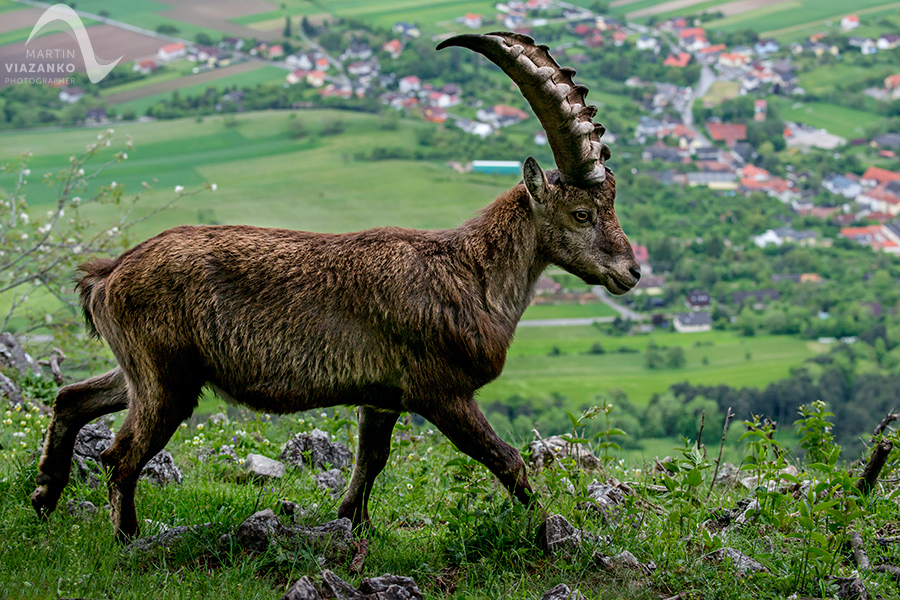Kozorožec alpský, Capra ibex, Hohe wand, gamse, gams, steinbock