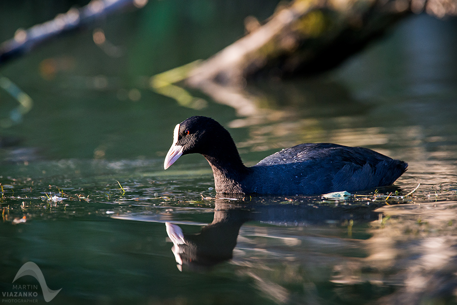 Lyska čierna, Fulica atra