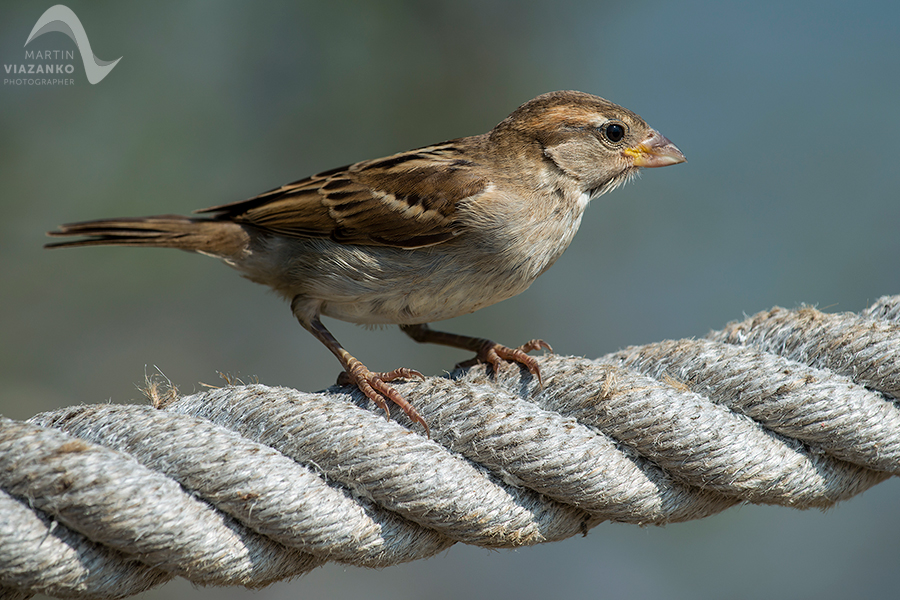 Vrabec, poľný, domový, polny, domovy, Passer montanus, vtak, passer domesticus