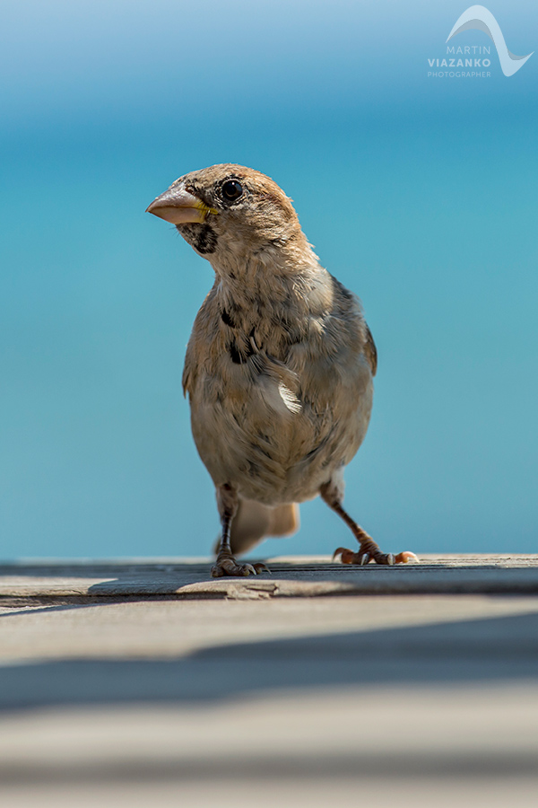 Vrabec, poľný, domový, polny, domovy, Passer montanus, vtak, passer domesticus