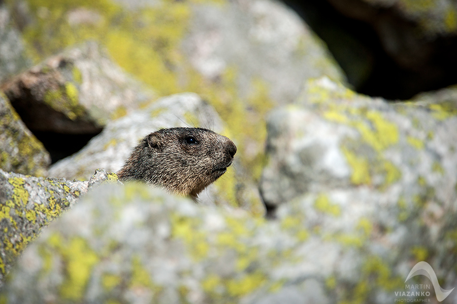 svišť vrchovský tatranský, svišť alpský, Marmota marmota latirostris, vysoké tatry, wildlife, photo, foto, marmot, high tatras, Murmeltiere, alpenmulmentier