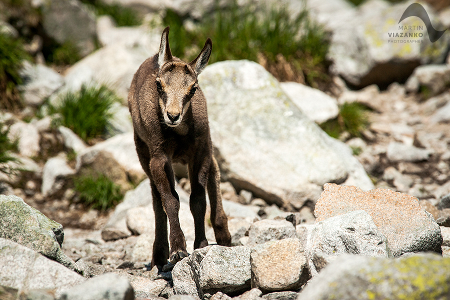 kamzik vrchovský tatranský, rupicapra rupicapra tatrica, chamois, gemse, wildlife, photo, divoká príroda, kamzík alpský, vysoké tatry, foto, high tatras