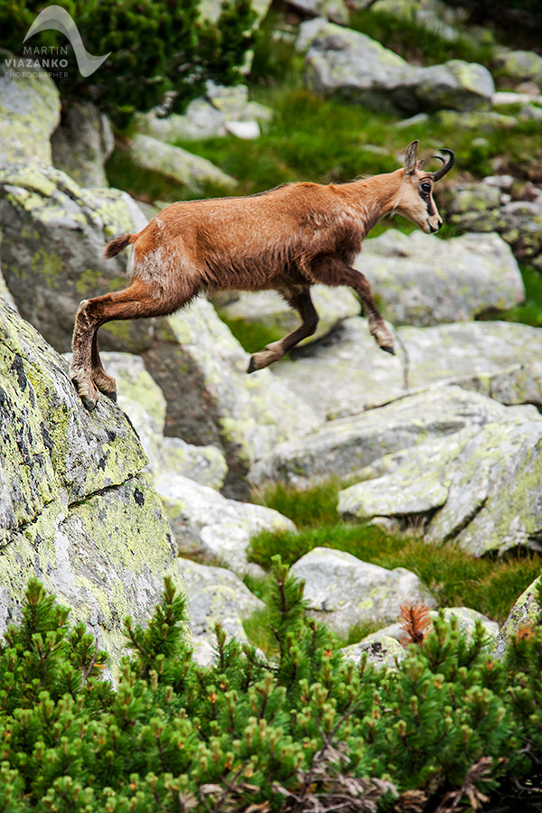 kamzik vrchovský tatranský, rupicapra rupicapra tatrica, chamois, gemse, wildlife, photo, divoká príroda, kamzík alpský, vysoké tatry, foto, high tatras