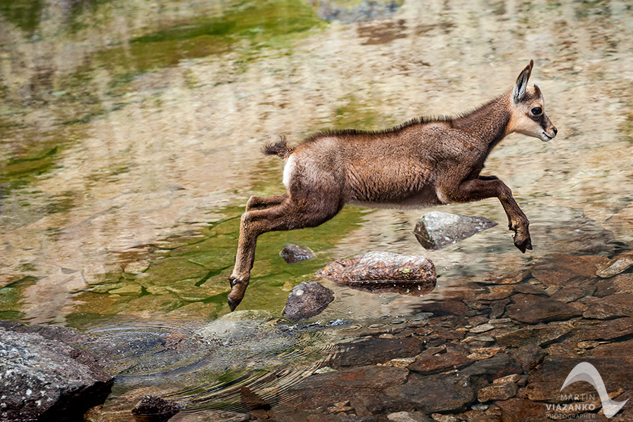 kamzik vrchovský tatranský, rupicapra rupicapra tatrica, chamois, gemse, wildlife, photo, divoká príroda, kamzík alpský, vysoké tatry, foto, high tatras