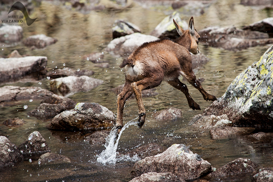 kamzik vrchovský tatranský, rupicapra rupicapra tatrica, chamois, gemse, wildlife, photo, divoká príroda, kamzík alpský, vysoké tatry, foto, high tatras