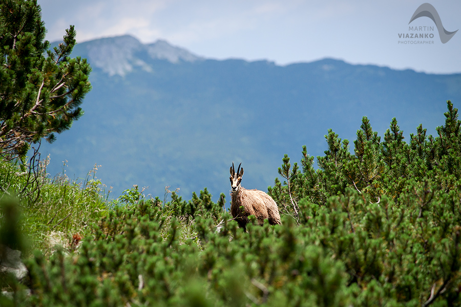 kamzik vrchovský tatranský, rupicapra rupicapra tatrica, chamois, gemse, wildlife, photo, divoká príroda, kamzík alpský, vysoké tatry, foto, high tatras