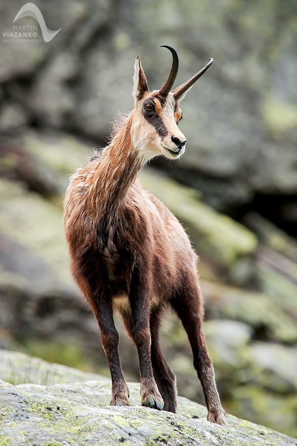 kamzik vrchovský tatranský, rupicapra rupicapra tatrica, chamois, gemse, wildlife, photo, divoká príroda, kamzík alpský, vysoké tatry, foto, high tatras
