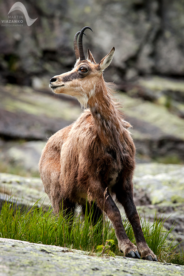 kamzik vrchovský tatranský, rupicapra rupicapra tatrica, chamois, gemse, wildlife, photo, divoká príroda, kamzík alpský, vysoké tatry, foto, high tatras