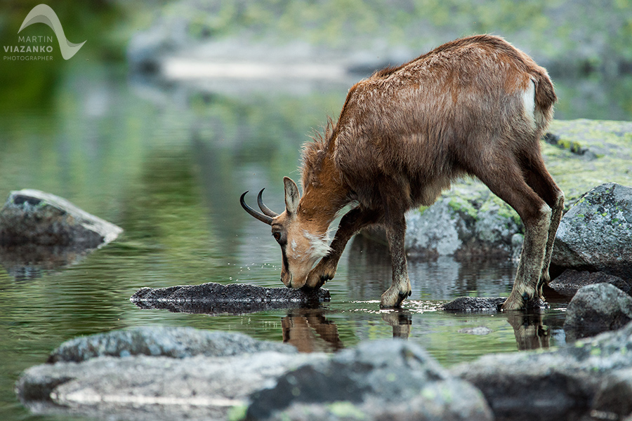 kamzik vrchovský tatranský, rupicapra rupicapra tatrica, chamois, gemse, wildlife, photo, divoká príroda, kamzík alpský, vysoké tatry, foto, high tatras