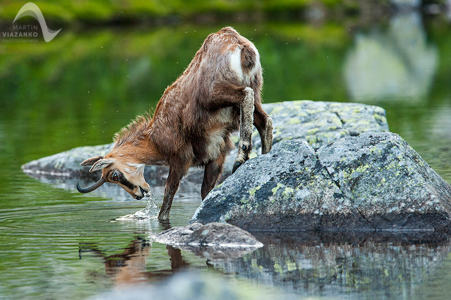 kamzik vrchovský tatranský, rupicapra rupicapra tatrica, chamois, gemse, wildlife, photo, divoká príroda, kamzík alpský, vysoké tatry, foto, high tatras