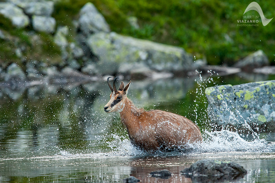 kamzik vrchovský tatranský, rupicapra rupicapra tatrica, chamois, gemse, wildlife, photo, divoká príroda, kamzík alpský, vysoké tatry, foto, high tatras