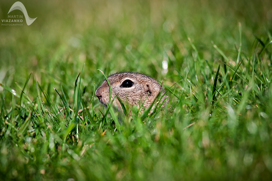 Syseľ pasienkový, syseľ obyčajný, Spermophilus citellus, Citellus citellus, hlodavec, wildlife, photo, foto, divoká príroda