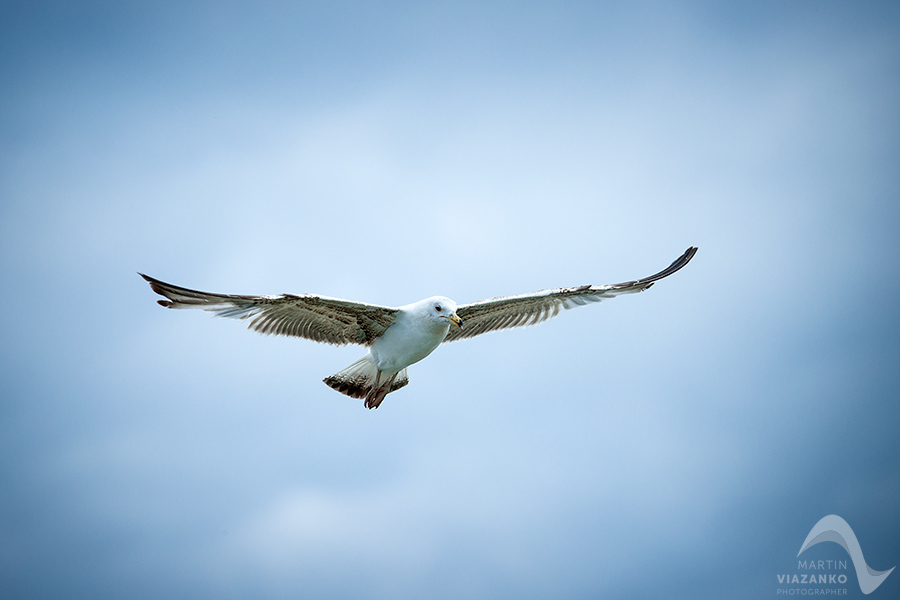 Čajka žltonohá, Larus michahellis