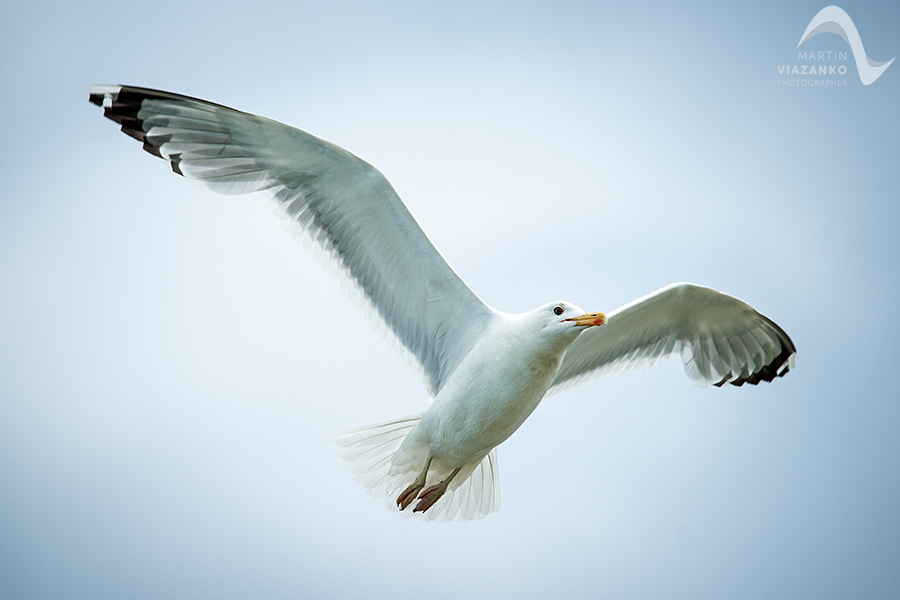 Čajka žltonohá, Larus michahellis