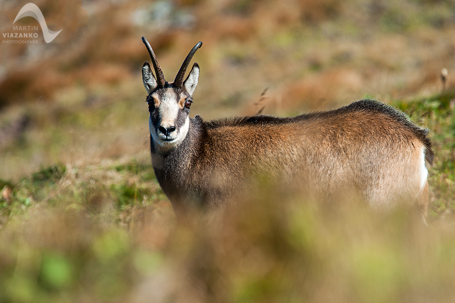 kamzik vrchovský tatranský, rupicapra rupicapra tatrica, chamois, gemse, wildlife, photo, divoká príroda, kamzík alpský, vysoké tatry, foto, high tatras