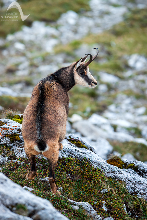 kamzik vrchovský tatranský, rupicapra rupicapra tatrica, chamois, gemse, wildlife, photo, divoká príroda, kamzík alpský, vysoké tatry, foto, high tatras