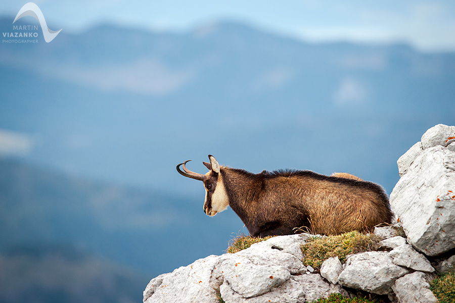kamzik vrchovský tatranský, rupicapra rupicapra tatrica, chamois, gemse, wildlife, photo, divoká príroda, kamzík alpský, vysoké tatry, foto, high tatras