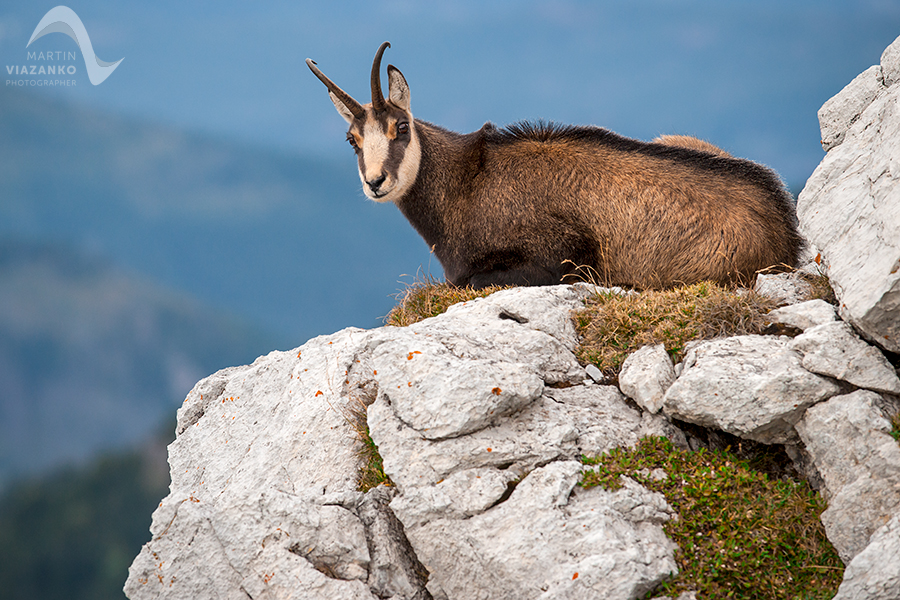 kamzik vrchovský tatranský, rupicapra rupicapra tatrica, chamois, gemse, wildlife, photo, divoká príroda, kamzík alpský, vysoké tatry, foto, high tatras