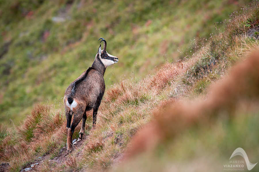 kamzik vrchovský tatranský, rupicapra rupicapra tatrica, chamois, gemse, wildlife, photo, divoká príroda, kamzík alpský, vysoké tatry, foto, high tatras