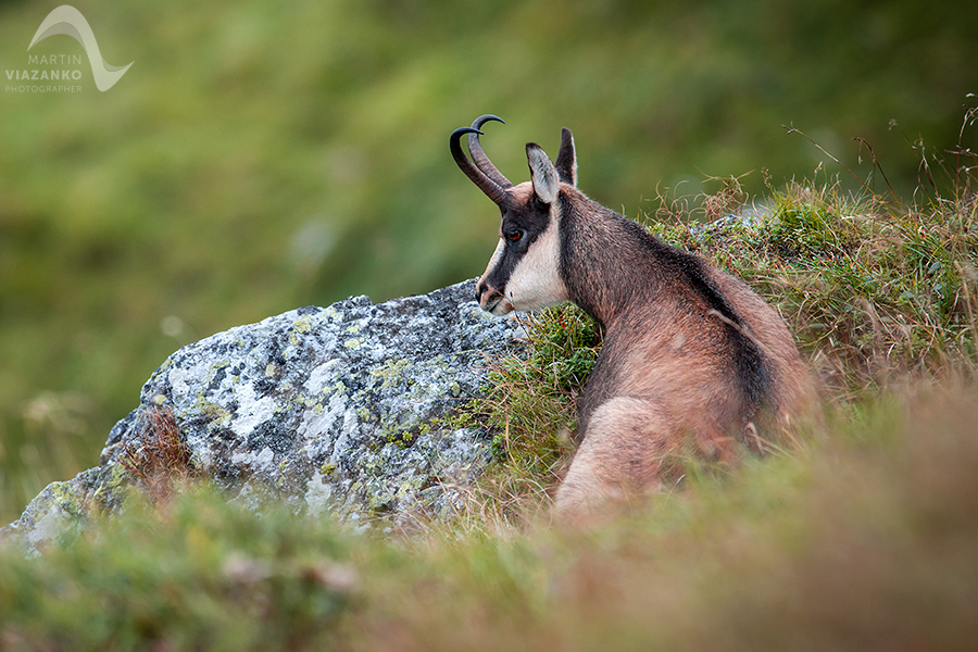 kamzik vrchovský tatranský, rupicapra rupicapra tatrica, chamois, gemse, wildlife, photo, divoká príroda, kamzík alpský, vysoké tatry, foto, high tatras