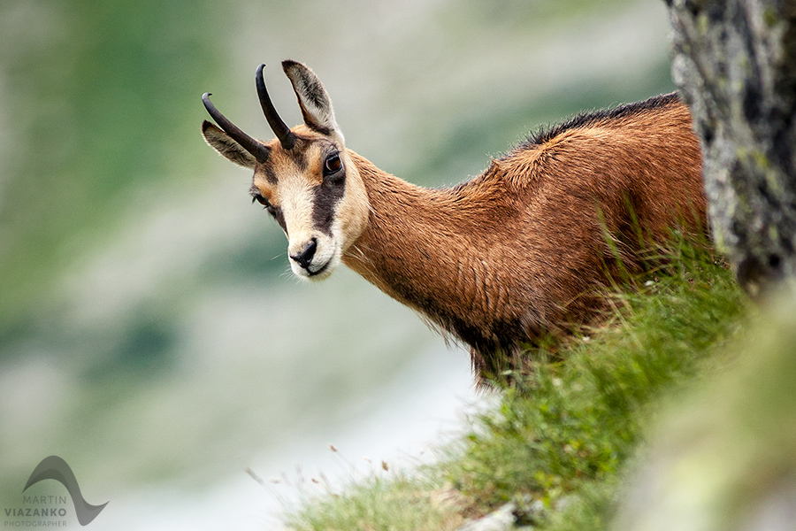 kamzik vrchovský tatranský, rupicapra rupicapra tatrica, chamois, gemse, wildlife, photo, divoká príroda, kamzík alpský, vysoké tatry, foto, high tatras