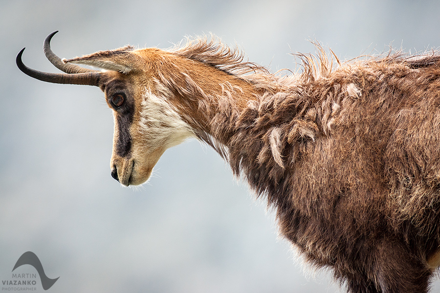 kamzik vrchovský tatranský, rupicapra rupicapra tatrica, chamois, gemse, wildlife, photo, divoká príroda, kamzík alpský, vysoké tatry, foto, high tatras