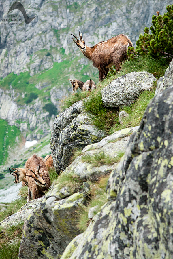 kamzik vrchovský tatranský, rupicapra rupicapra tatrica, chamois, gemse, wildlife, photo, divoká príroda, kamzík alpský, vysoké tatry, foto, high tatras