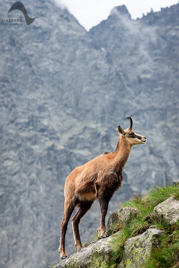 kamzik vrchovský tatranský, rupicapra rupicapra tatrica, chamois, gemse, wildlife, photo, divoká príroda, kamzík alpský, vysoké tatry, foto, high tatras