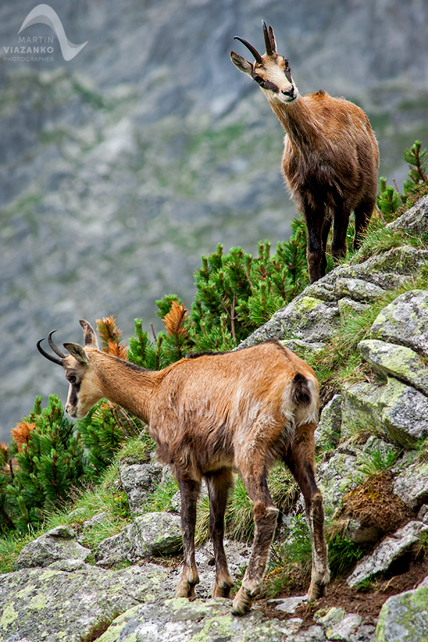 kamzik vrchovský tatranský, rupicapra rupicapra tatrica, chamois, gemse, wildlife, photo, divoká príroda, kamzík alpský, vysoké tatry, foto, high tatras