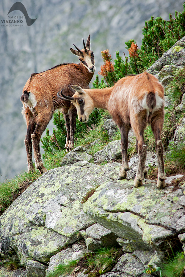 kamzik vrchovský tatranský, rupicapra rupicapra tatrica, chamois, gemse, wildlife, photo, divoká príroda, kamzík alpský, vysoké tatry, foto, high tatras