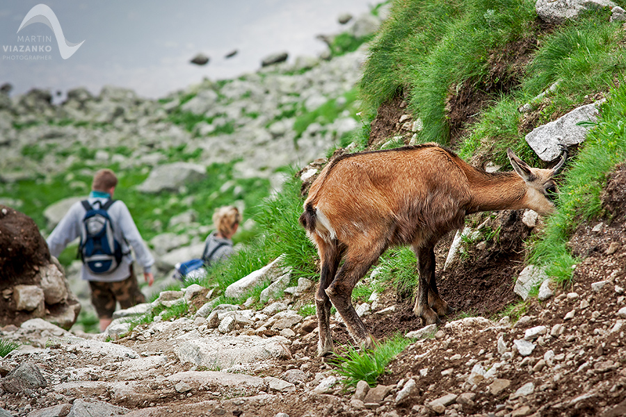 kamzik vrchovský tatranský, rupicapra rupicapra tatrica, chamois, gemse, wildlife, photo, divoká príroda, kamzík alpský, vysoké tatry, foto, high tatras