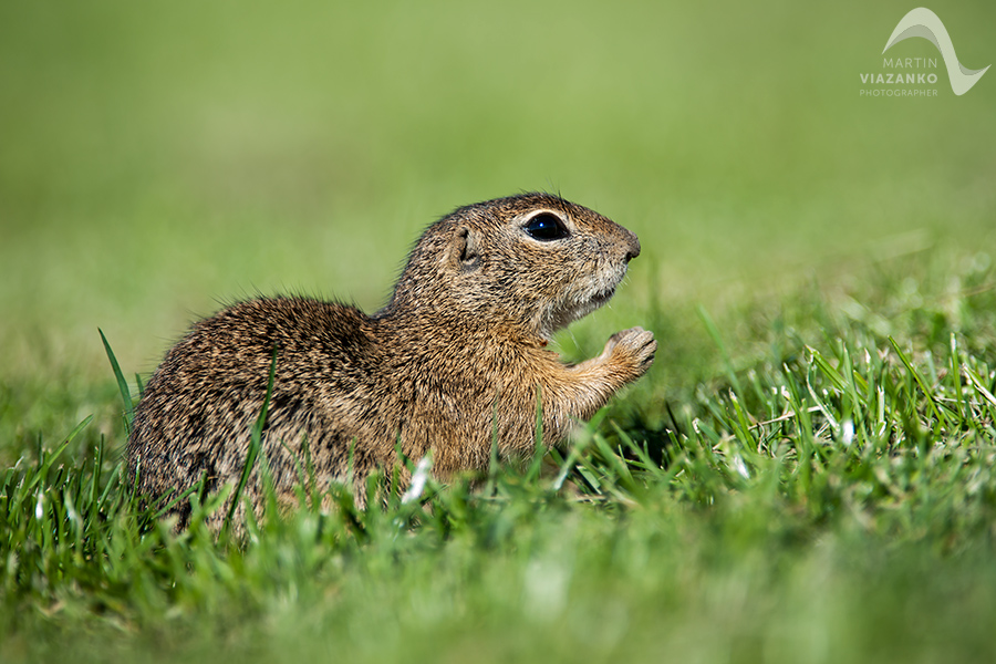 Syseľ pasienkový, syseľ obyčajný, Spermophilus citellus, Citellus citellus, hlodavec, wildlife, photo, foto, divoká príroda
