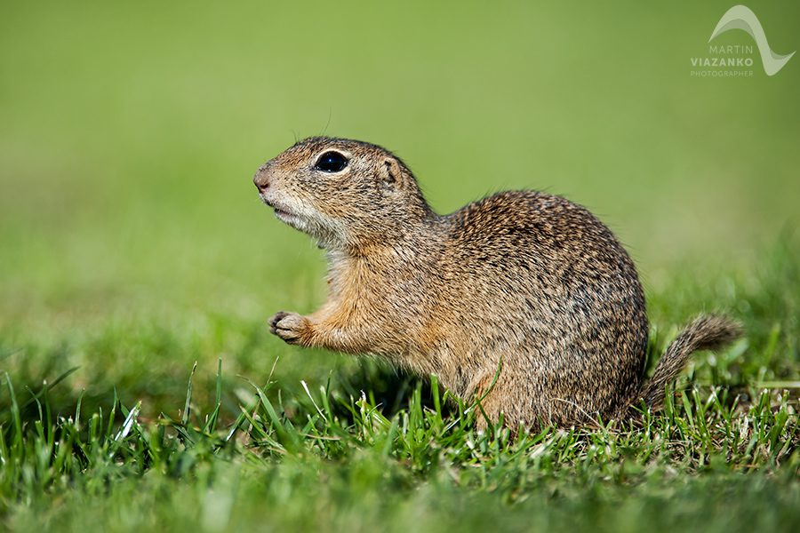 Syseľ pasienkový, syseľ obyčajný, Spermophilus citellus, Citellus citellus, hlodavec, wildlife, photo, foto, divoká príroda