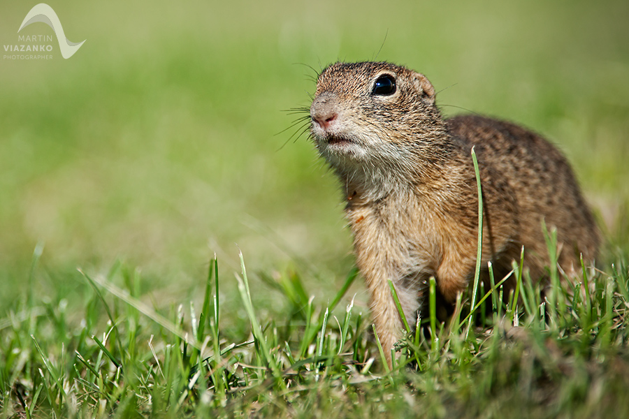 Syseľ pasienkový, syseľ obyčajný, Spermophilus citellus, Citellus citellus, hlodavec, wildlife, photo, foto, divoká príroda
