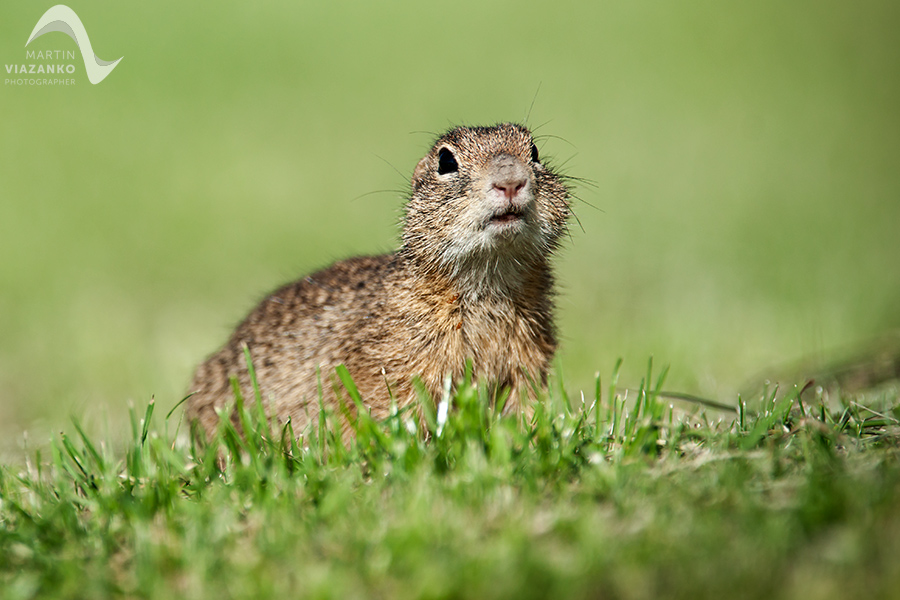 Syseľ pasienkový, syseľ obyčajný, Spermophilus citellus, Citellus citellus, hlodavec, wildlife, photo, foto, divoká príroda