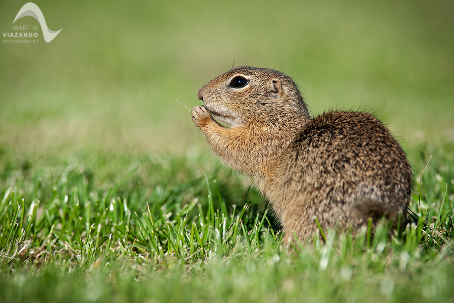 Syseľ pasienkový, syseľ obyčajný, Spermophilus citellus, Citellus citellus, hlodavec, wildlife, photo, foto, divoká príroda