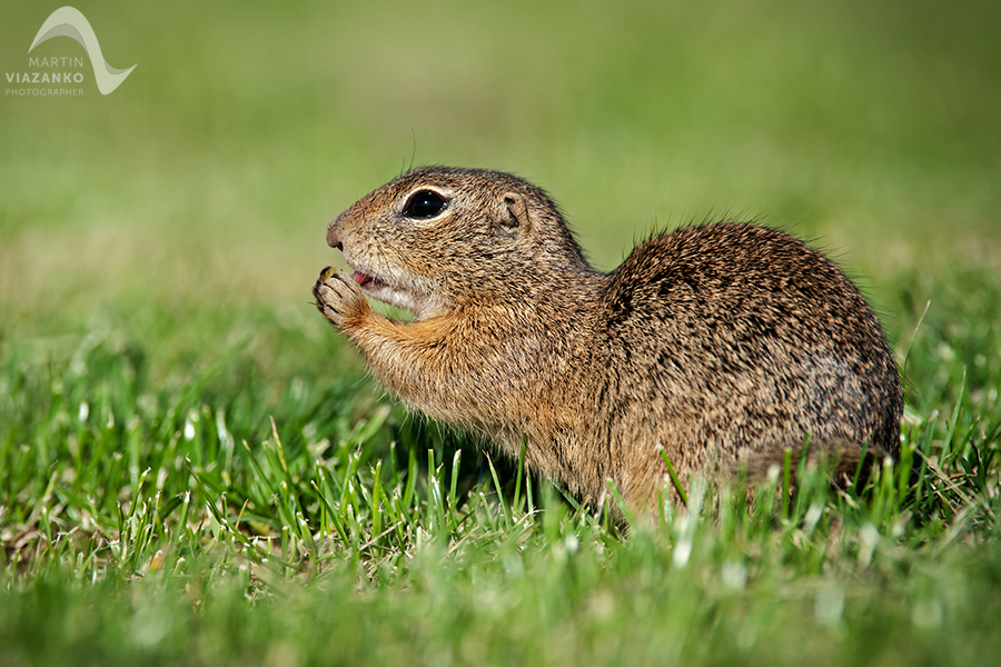 Syseľ pasienkový, syseľ obyčajný, Spermophilus citellus, Citellus citellus, hlodavec, wildlife, photo, foto, divoká príroda
