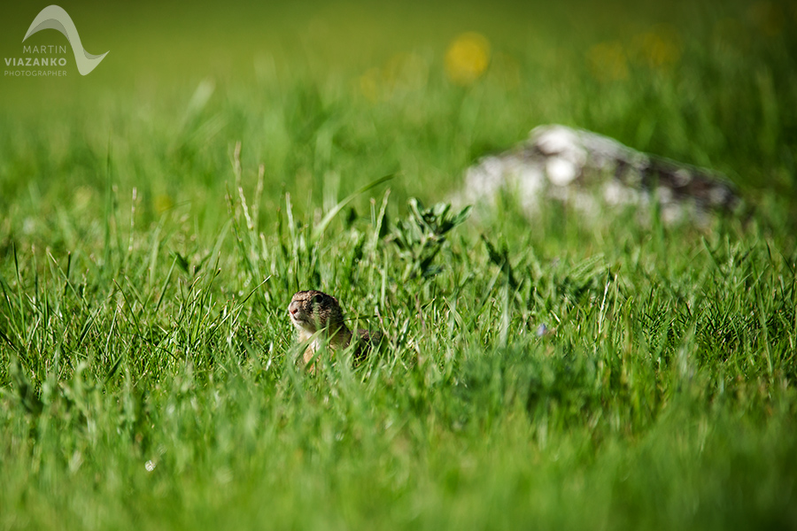 Syseľ pasienkový, syseľ obyčajný, Spermophilus citellus, Citellus citellus, hlodavec, wildlife, photo, foto, divoká príroda