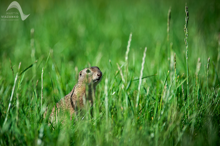 Syseľ pasienkový, syseľ obyčajný, Spermophilus citellus, Citellus citellus, hlodavec, wildlife, photo, foto, divoká príroda