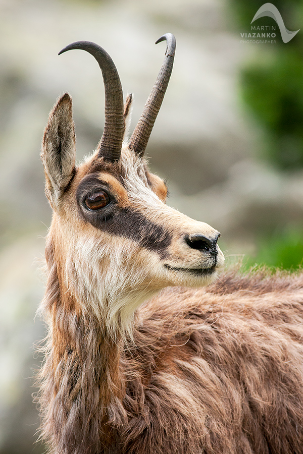 kamzik vrchovský tatranský, rupicapra rupicapra tatrica, chamois, gemse, wildlife, photo, divoká príroda, kamzík alpský, vysoké tatry, foto, high tatras