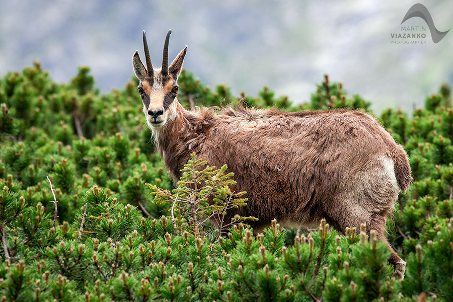 kamzik vrchovský tatranský, rupicapra rupicapra tatrica, chamois, gemse, wildlife, photo, divoká príroda, kamzík alpský, vysoké tatry, foto, high tatras