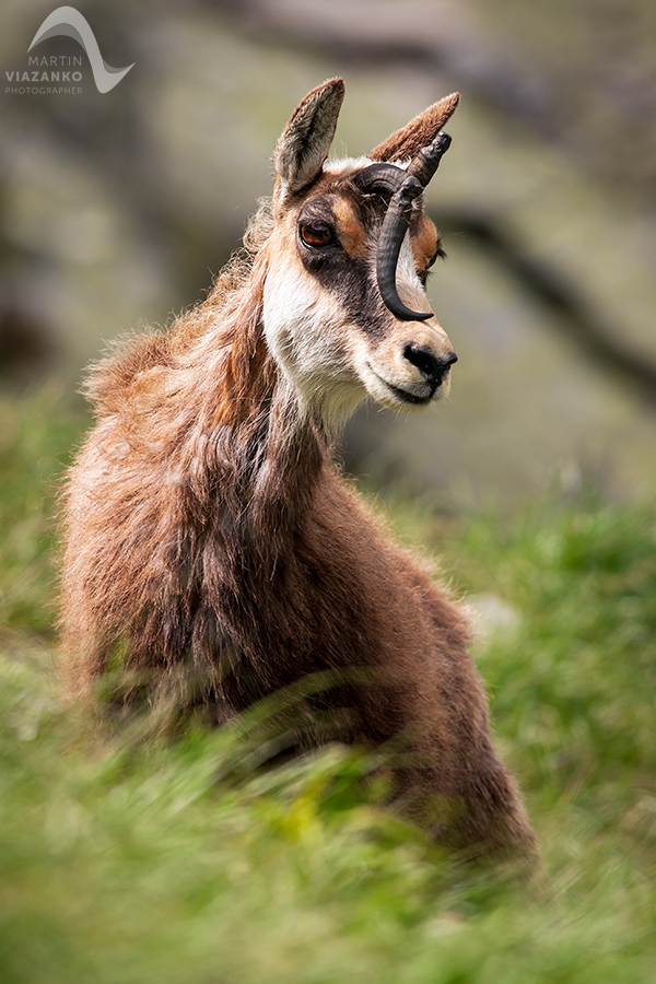 kamzik vrchovský tatranský, rupicapra rupicapra tatrica, chamois, gemse, wildlife, photo, divoká príroda, kamzík alpský, vysoké tatry, foto, high tatras