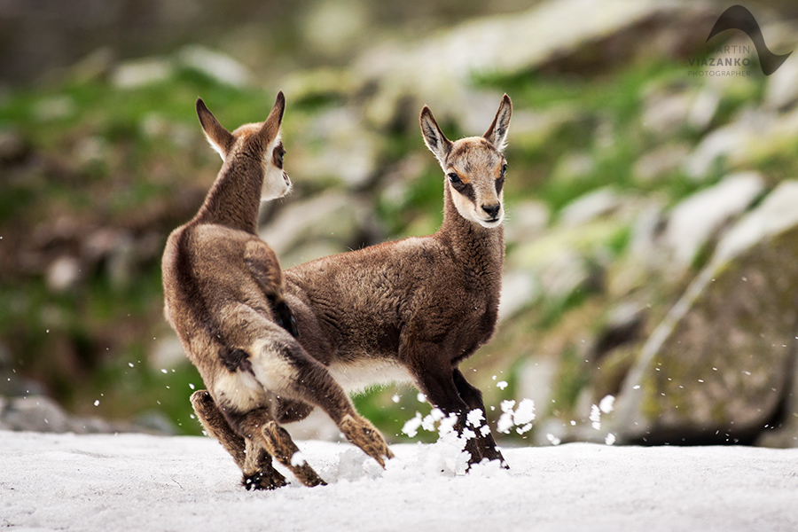 kamzik vrchovský tatranský, rupicapra rupicapra tatrica, chamois, gemse, wildlife, photo, divoká príroda, kamzík alpský, vysoké tatry, foto, high tatras