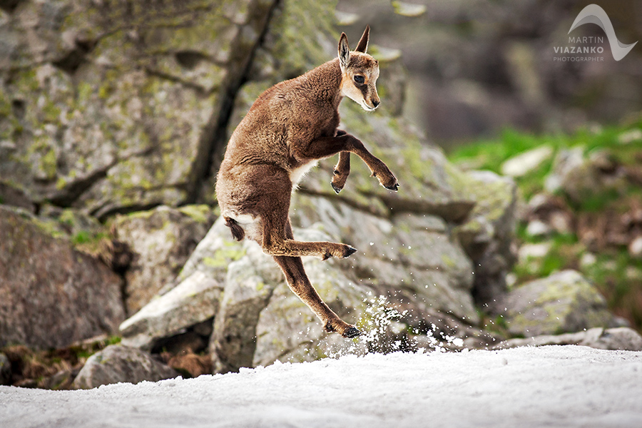 kamzik vrchovský tatranský, rupicapra rupicapra tatrica, chamois, gemse, wildlife, photo, divoká príroda, kamzík alpský, vysoké tatry, foto, high tatras