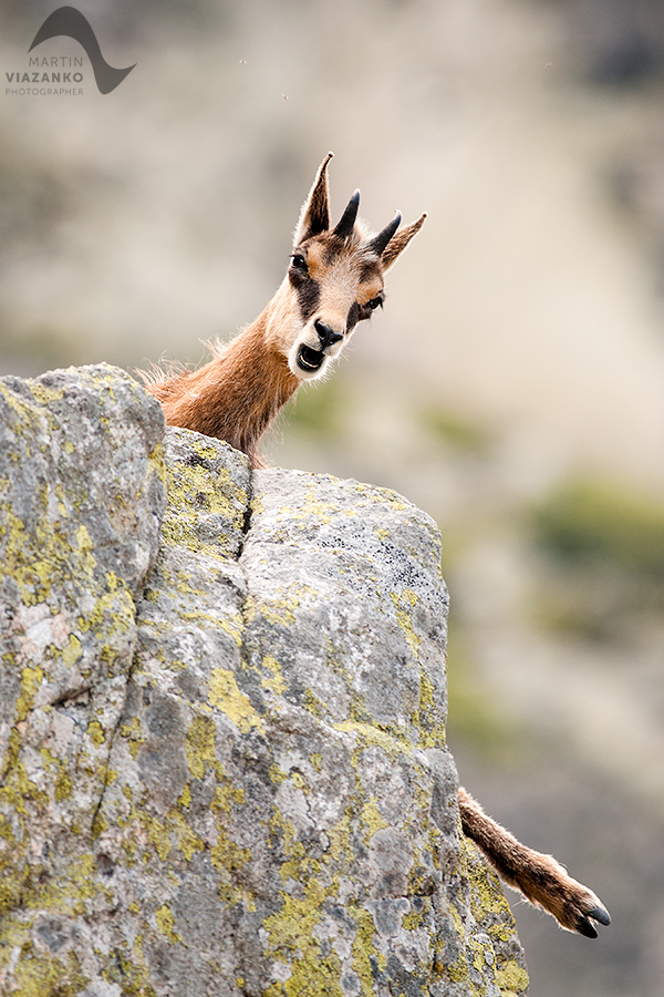 kamzik vrchovský tatranský, rupicapra rupicapra tatrica, chamois, gemse, wildlife, photo, divoká príroda, kamzík alpský, vysoké tatry, foto, high tatras