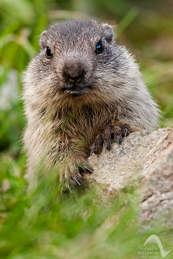 svišť vrchovský tatranský, svišť alpský, Marmota marmota latirostris, vysoké tatry, wildlife, photo, foto, marmot, high tatras, Murmeltiere, alpenmulmentier