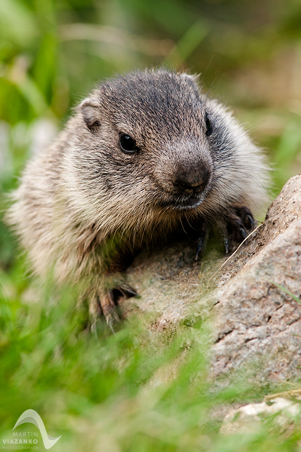 svišť vrchovský tatranský, svišť alpský, Marmota marmota latirostris, vysoké tatry, wildlife, photo, foto, marmot, high tatras, Murmeltiere, alpenmulmentier